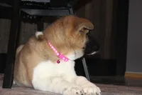 processed/93ee36e4-47ce-4a09-91af-1f8c54440da7/listing/ee4fd394-d18f-4e7d-973e-e69acd4d0d60/2cd7466d-9b52-4491-83fb-8f693d1d6108