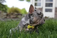 AKC Bella, a female French Bulldog for sale in Massillon, OH – 9 of 9
