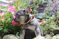 AKC Jack, a male French Bulldog for sale in Massillon, OH – 8 of 10