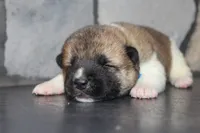AKC Ruger, a male Akita for sale in Massillon, OH – 6 of 6
