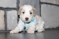 AKC Barlow, a male Poodle - Miniature  for sale in Massillon, OH – 2 of 6