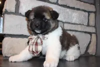 AKC Teddy, a male Akita for sale in Massillon, OH – 8 of 9