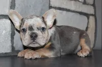 AKC Ziggy, a male French Bulldog for sale in Massillon, OH – 3 of 9