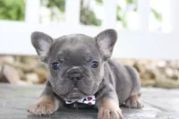 AKC Zoe, a female French Bulldog for sale in Massillon, OH – 4 of 9