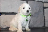 Mini Goose, a male Miniature Goldendoodle for sale in Massillon, OH – 2 of 6