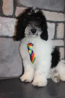 Mini Ollie, a male Miniature Goldendoodle for sale in Massillon, OH – 5 of 7
