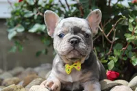 AKC Bella, a female French Bulldog for sale in Massillon, OH – 4 of 9