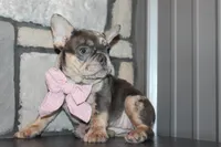 AKC Sadi, a female French Bulldog for sale in Massillon, OH – 4 of 10
