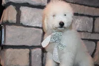 Mini Willow, a male Miniature Goldendoodle for sale in Massillon, OH – 2 of 7