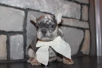 AKC Sadi, a female French Bulldog for sale in Massillon, OH – 2 of 7