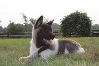 AKC Molly , a female Akita for sale in Massillon, OH – 2 of 9