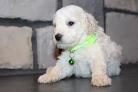 Mini Goose, a male Miniature Goldendoodle for sale in Massillon, OH – 4 of 6