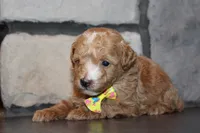 Akc Harper, a female Poodle - Miniature  for sale in Massillon, OH – 4 of 6