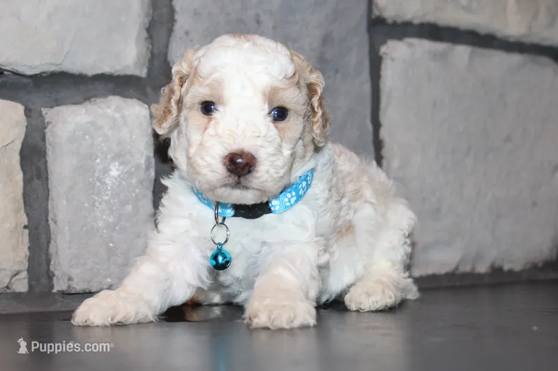AKC Barlow – Poodle - Miniature  puppy for sale in Massillon, OH