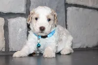 AKC Barlow, a male Poodle - Miniature  for sale in Massillon, OH – 1 of 6