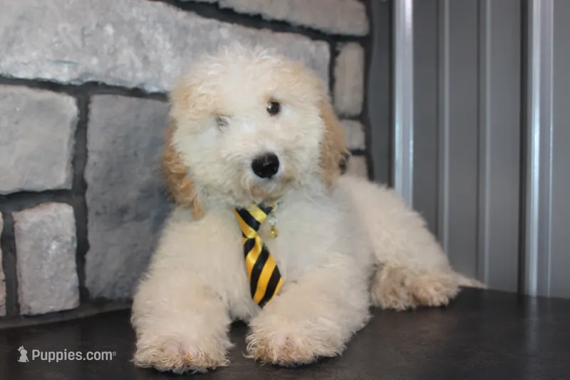 Mini Ziggy – Miniature Goldendoodle puppy for sale in Massillon, OH