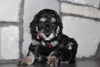 AKC Fifi, a female Poodle - Miniature  for sale in Massillon, OH – 5 of 6