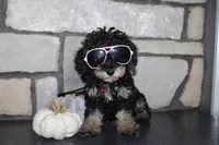 AKC Fifi, a female Poodle - Miniature  for sale in Massillon, OH – 2 of 10