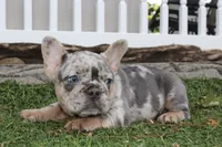 AKC Fifi, a female French Bulldog for sale in Massillon, OH – 4 of 6