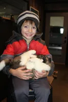 AKC Roxy, a female Akita for sale in Massillon, OH – Photo 1 of 6