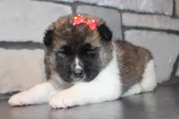 AKC Roxy, a female Akita for sale in Massillon, OH – Photo 5 of 6