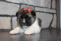 AKC Roxy, a female Akita for sale in Massillon, OH – Photo 4 of 6