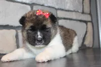 AKC Roxy, a female Akita for sale in Massillon, OH – Photo 6 of 6