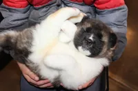 AKC Roxy, a female Akita for sale in Massillon, OH – Photo 2 of 6