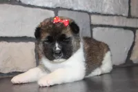 AKC Roxy, a female Akita for sale in Massillon, OH – Photo 3 of 6