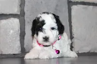 AKC Molly, a female Poodle - Miniature  for sale in Massillon, OH – 5 of 5
