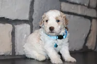 AKC Barlow, a male Poodle - Miniature  for sale in Massillon, OH – 4 of 6
