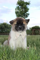 Akc Kuna, a female Akita for sale in Massillon, OH – 2 of 5