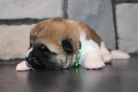 AKC Bear, a male Akita for sale in Massillon, OH – 5 of 6
