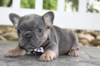 AKC Zoe, a female French Bulldog for sale in Massillon, OH – 6 of 9