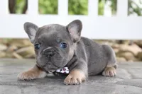 AKC Zoe, a female French Bulldog for sale in Massillon, OH – 3 of 9