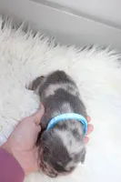 AKC Max , a male French Bulldog for sale in Massillon, OH – 4 of 7