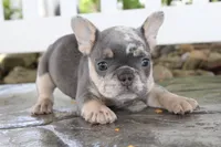 AKC Sadi, a female French Bulldog for sale in Massillon, OH – 5 of 10