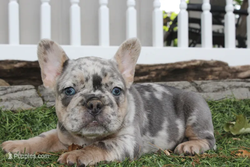 AKC Fifi – French Bulldog puppy for sale in Massillon, OH