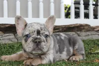 AKC Fifi, a female French Bulldog for sale in Massillon, OH – 1 of 6