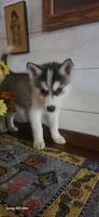 Mike, a male Siberian Husky for sale in Macks Creek, MO – 3 of 5