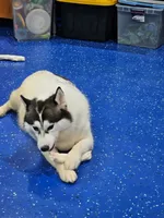 Ike, a male Siberian Husky for sale in Macks Creek, MO – 5 of 5