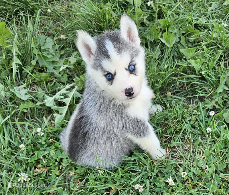 Stich – Siberian Husky puppy for sale in Macks Creek, MO