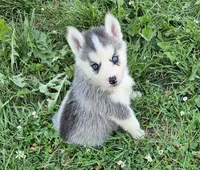 Stich, a male Siberian Husky for sale in Macks Creek, MO – 1 of 3