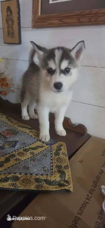 Mike – Siberian Husky puppy for sale in Macks Creek, MO