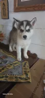 Mike, a male Siberian Husky for sale in Macks Creek, MO – 1 of 5