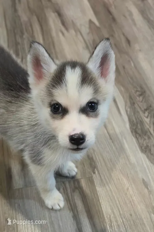 Ike – Siberian Husky puppy for sale in Macks Creek, MO