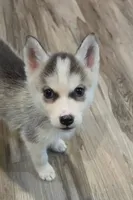 Ike, a male Siberian Husky for sale in Macks Creek, MO – 1 of 5