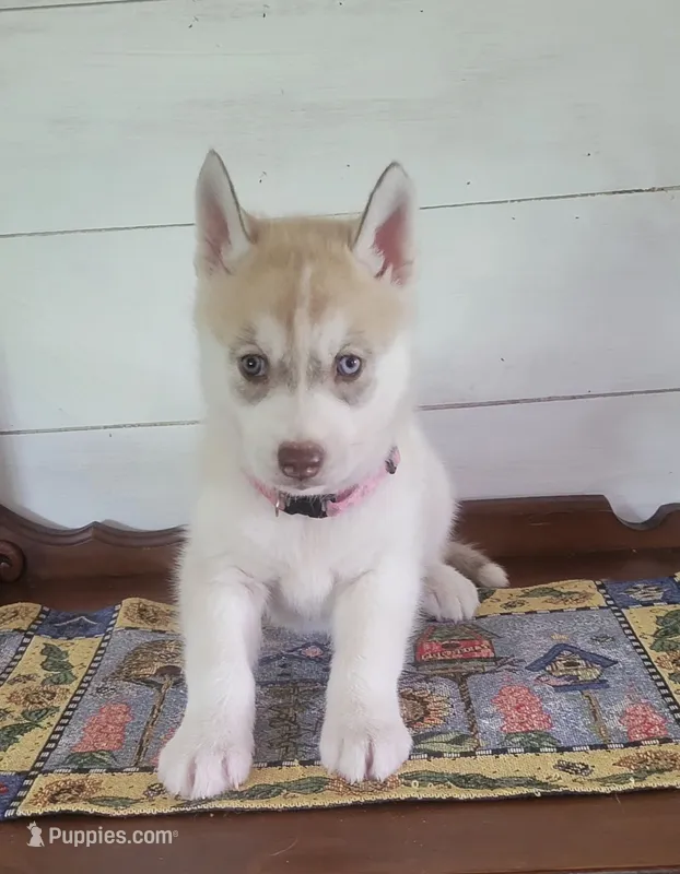 Bear – Siberian Husky puppy for sale in Macks Creek, MO