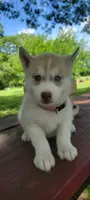 Bow, a male Siberian Husky for sale in Macks Creek, MO – 3 of 4
