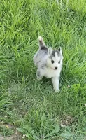 Stich, a male Siberian Husky for sale in Macks Creek, MO – 3 of 3